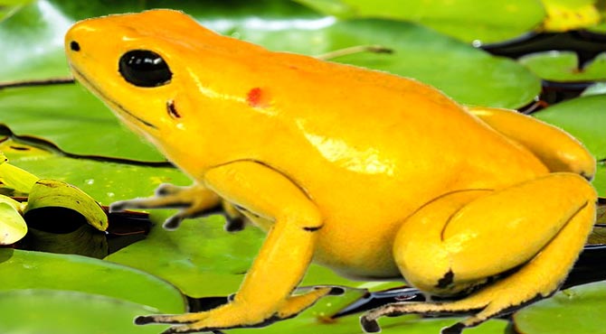 Most Venomous Animal Golden Poison Dart Frog in Hindi