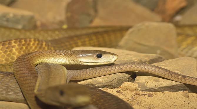 Deadliest Snakes in The World in Hindi