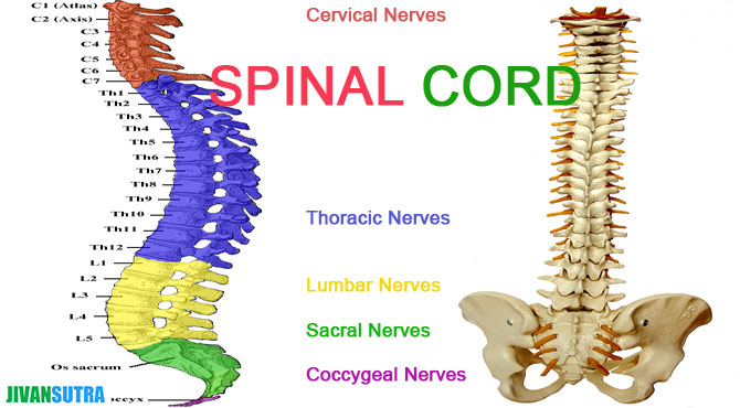 Human Spine Facts in Hindi