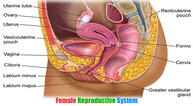 Sex Organs of Female Reproductive System in Hindi