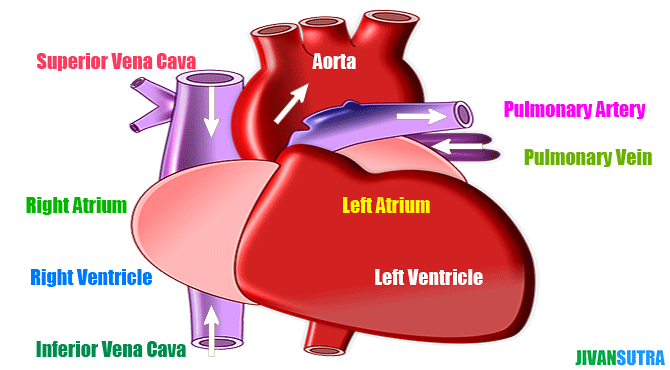 Incredible Facts about Human Heart in Hindi