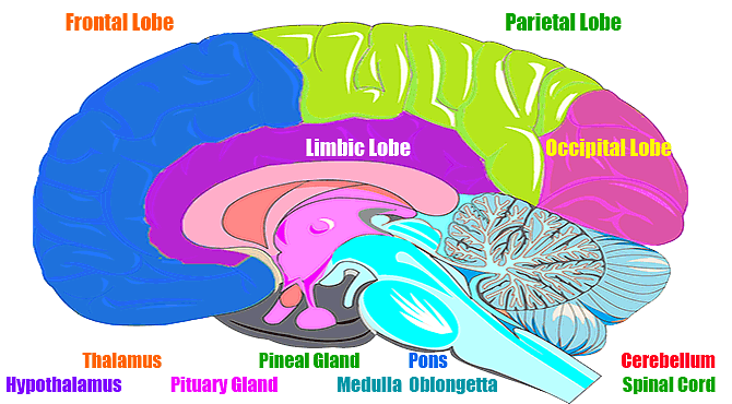 Incredible Facts about Human Brain in Hindi