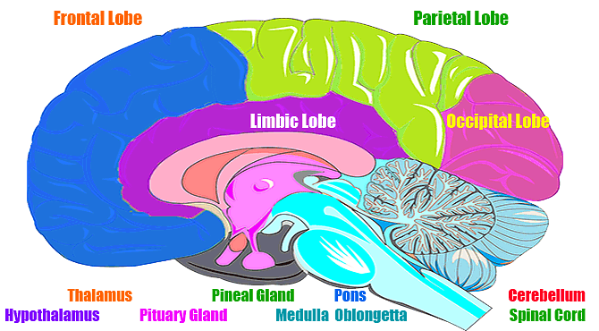 Meaning and Facts about Human Brain in Hindi