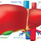 Incredible Facts about Human Liver in Hindi