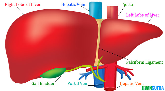 Incredible Facts about Human Liver in Hindi