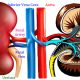 Amazing Facts about Human Kidney in Hindi