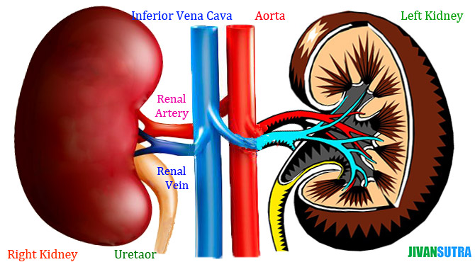 Amazing Facts about Human Kidney in Hindi