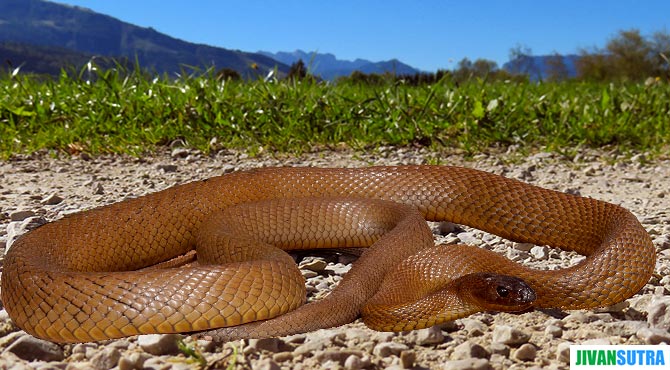 Most Venomous Snakes in The World in Hindi