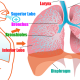 Amazing Facts about Human Lungs in Hindi