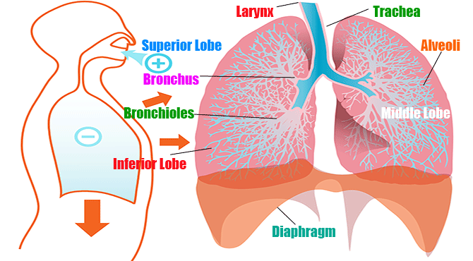 Meaning and Facts about Human Lungs in Hindi