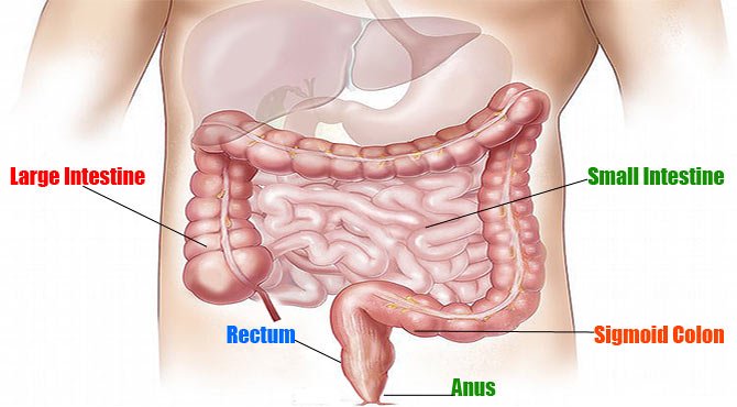 Amazing Facts about The Small Intestine in Hindi
