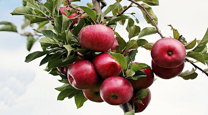 Apple Fruit Benefits in Hindi सेव के फायदे