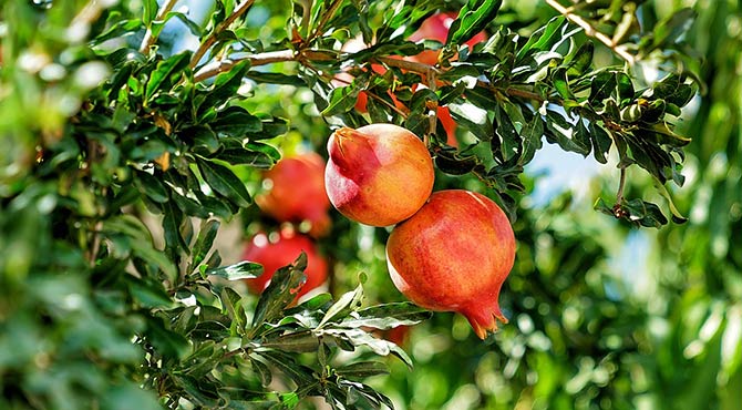 Health Benefits of Pomegranate in Hindi