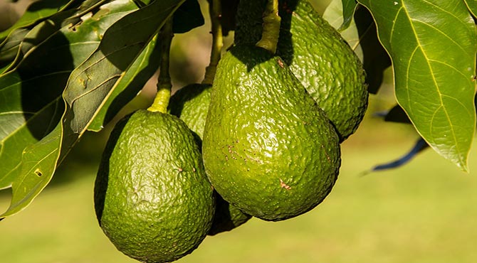Avocado Fruit Benefits in Hindi