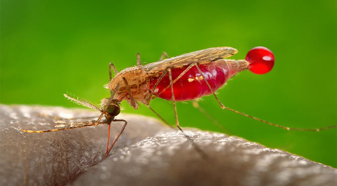 Malaria Symptoms in Hindi