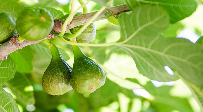 Fig Fruit Benefits in Hindi