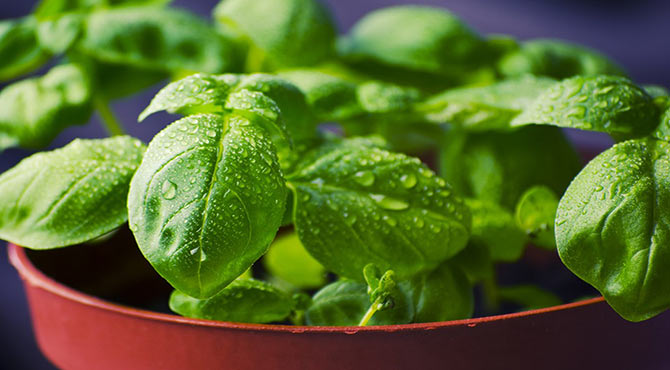 Basil Leaves and Seeds in Hindi