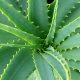 Amazing Health Benefits of Aloe Vera in Hindi
