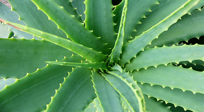Aloe Vera Juice Benefits and Uses in Hindi