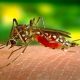 Symptoms and Treatment of Dengue Fever in Hindi