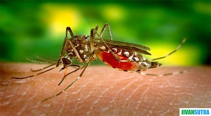 Symptoms and Treatment of Dengue Fever in Hindi