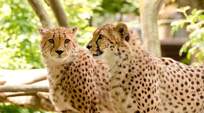 जानवरों की दुनिया से जुड़े 106 अद्भुत तथ्य: Amazing Animal Facts in Hindi